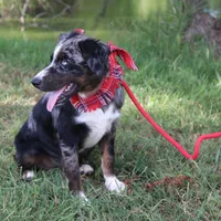 Jupiter, a male Australian Shepherd for sale in Royse City, TX – Photo 5 of 9