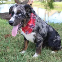 Jupiter, a male Australian Shepherd for sale in Royse City, TX – Photo 1 of 9