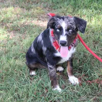 Jupiter, a male Australian Shepherd for sale in Royse City, TX – Photo 9 of 9