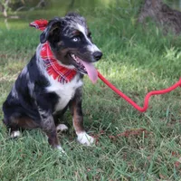 Jupiter, a male Australian Shepherd for sale in Royse City, TX – Photo 8 of 9