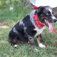 Jupiter, a male Australian Shepherd for sale in Royse City, TX – Photo 6 of 9