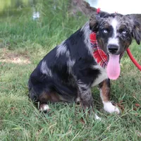 Jupiter, a male Australian Shepherd for sale in Royse City, TX – Photo 2 of 9