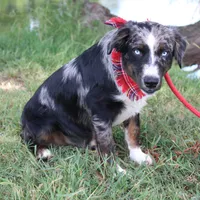 Jupiter, a male Australian Shepherd for sale in Royse City, TX – Photo 4 of 9