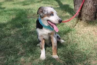 Duke In Puppy Pre-K Training, a male Australian Shepherd for sale in Royse City, TX – 6 of 10