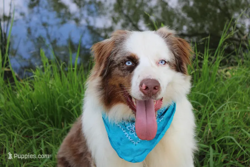 Bevo – Australian Shepherd puppy for sale in Royse City, TX