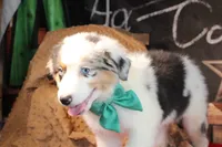 Hank AKC , a male Australian Shepherd for sale in Royse City, TX – 3 of 9