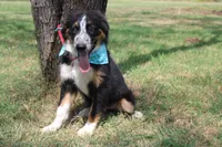Legend ASDR in Puppy Pre-K, a male Australian Shepherd for sale in Royse City, TX – 5 of 7
