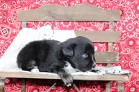 Wimberly ASDR Miniature Australian Shepherd, a female Miniature Australian Shepherd for sale in Royse City, TX – 2 of 8