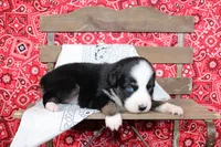 Amarillo ASDR Miniature Australian Shepherd , a male Miniature Australian Shepherd for sale in Royse City, TX – 3 of 8