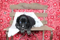 Wimberly ASDR Miniature Australian Shepherd, a female Miniature Australian Shepherd for sale in Royse City, TX – 5 of 8