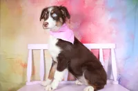 Trouble- AKC Puppy Pre-K graduate, a female Australian Shepherd for sale in Royse City, TX – 5 of 7