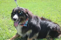 Beignet, a male Australian Shepherd for sale in Royse City, TX – 3 of 7