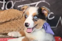 Rain ASCA/ASDR, a female Australian Shepherd for sale in Royse City, TX – 3 of 9