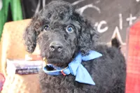 Clyde Puppy Pre-k Graduate, a male Miniature Aussiedoodle for sale in Royse City, TX – 5 of 10
