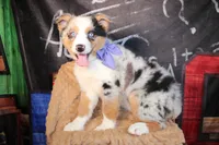 Rain ASCA/ASDR, a female Australian Shepherd for sale in Royse City, TX – 7 of 9