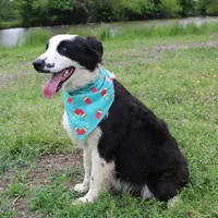 Nessie, a female Australian Shepherd for sale in Royse City, TX – Photo 6 of 10