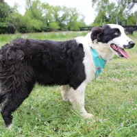 Nessie, a female Australian Shepherd for sale in Royse City, TX – Photo 5 of 10