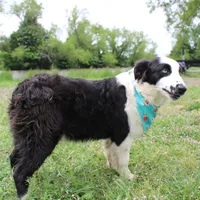 Nessie, a female Australian Shepherd for sale in Royse City, TX – Photo 8 of 10