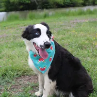 Nessie, a female Australian Shepherd for sale in Royse City, TX – Photo 4 of 10