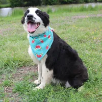Nessie, a female Australian Shepherd for sale in Royse City, TX – Photo 9 of 10