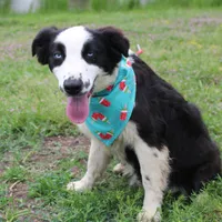 Nessie, a female Australian Shepherd for sale in Royse City, TX – Photo 2 of 10