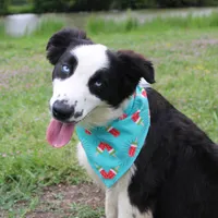 Nessie, a female Australian Shepherd for sale in Royse City, TX – Photo 3 of 10