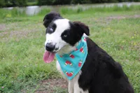 processed/1a0c54f3-cf9e-45c9-ad72-b18cdc9a7753/listing/a9af218e-cc69-4ec3-be97-57dbae5d255d/b871b76a-5009-4ad4-a958-dd868177e3aa