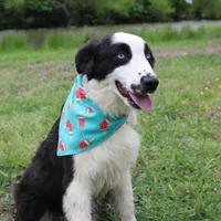 Nessie, a female Australian Shepherd for sale in Royse City, TX – Photo 1 of 10