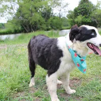 Nessie, a female Australian Shepherd for sale in Royse City, TX – Photo 10 of 10