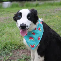 Nessie, a female Australian Shepherd for sale in Royse City, TX – Photo 7 of 10