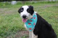 processed/1a0c54f3-cf9e-45c9-ad72-b18cdc9a7753/listing/a9af218e-cc69-4ec3-be97-57dbae5d255d/f438af63-053c-477e-9224-90fba1abf841