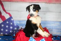 Walker AKC Tri, a male Australian Shepherd for sale in Royse City, TX – 5 of 10