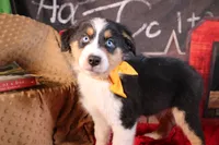 Waylon AKC, a male Australian Shepherd for sale in Royse City, TX – 4 of 10