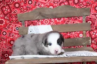 Midland ASDR Minatare Australian Shepherd, a male Miniature Australian Shepherd for sale in Royse City, TX – 2 of 10