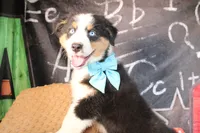 Willie AKC, a male Australian Shepherd for sale in Royse City, TX – 6 of 8