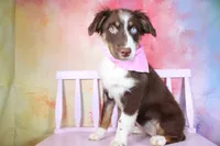 Trouble- AKC Puppy Pre-K graduate, a female Australian Shepherd for sale in Royse City, TX – 2 of 7