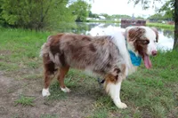 Bevo, a male Australian Shepherd for sale in Royse City, TX – 5 of 9