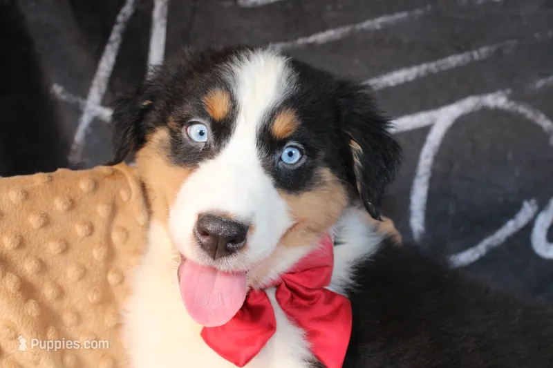 Cash AKC  – Australian Shepherd puppy for sale in Royse City, TX