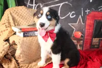 Cash AKC , a male Australian Shepherd for sale in Royse City, TX – 9 of 10