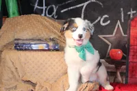 Hank AKC , a male Australian Shepherd for sale in Royse City, TX – 8 of 9
