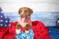 Oakley AKC Red Tri Female, a female Australian Shepherd for sale in Royse City, TX – 7 of 9