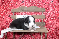 Lubbock ASDR Minatare Australian Shepherd, a male Miniature Australian Shepherd for sale in Royse City, TX – 5 of 8