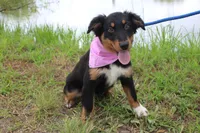 Bayou Puppy Pre-K Graduate, a male Australian Shepherd for sale in Royse City, TX – 9 of 9