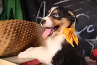 Waylon AKC, a male Australian Shepherd for sale in Royse City, TX – 3 of 10