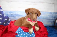 Oakley AKC Red Tri Female, a female Australian Shepherd for sale in Royse City, TX – 3 of 9