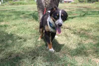 Nobel ASDR in Puppy Pre-K, a male Australian Shepherd for sale in Royse City, TX – 8 of 10