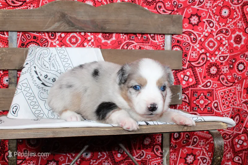 Tyler ASDR Minatare Australian Shepherd – Miniature Australian Shepherd puppy for sale in Royse City, TX