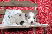 Tyler ASDR Minatare Australian Shepherd, a male Miniature Australian Shepherd for sale in Royse City, TX – 1 of 9
