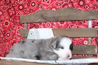 Midland ASDR Minatare Australian Shepherd, a male Miniature Australian Shepherd for sale in Royse City, TX – 10 of 10