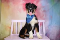Keno AKC Puppy Pre-K Graduate, a male Australian Shepherd for sale in Royse City, TX – 9 of 9